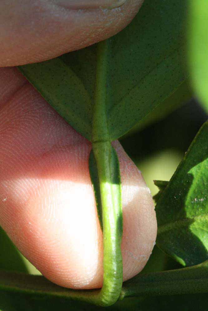              Petiole (Riverside, CA)       